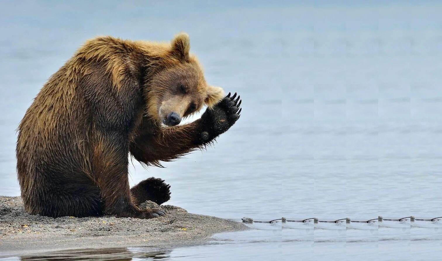 Веселое прощание. Животные прощаются. До свидания смешное. Прощание медведя. До свидания картинка смешная.