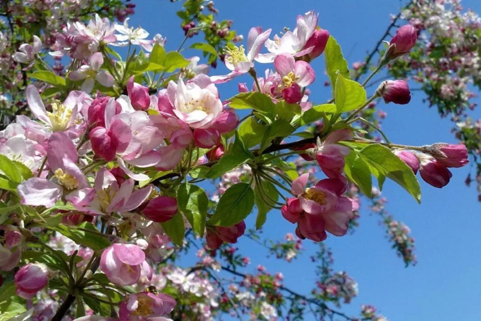 В н п май. Декоративная яблоня розовоцветущая. Яблоня Хидден Роуз. Майский Цветущий Яблоневый сад. Яблоня Эмпайр.