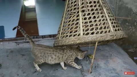 Как поймать дикого котенка