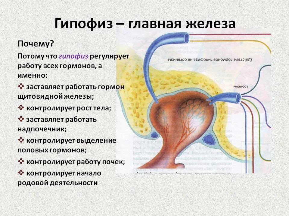 2 гипофиза. Гипофиз Центральная железа внутренней секреции. Функции гипофиза железы внутренней секреции. Гипофиз анатомия функции. Функции эндокринных желез гипофиз.