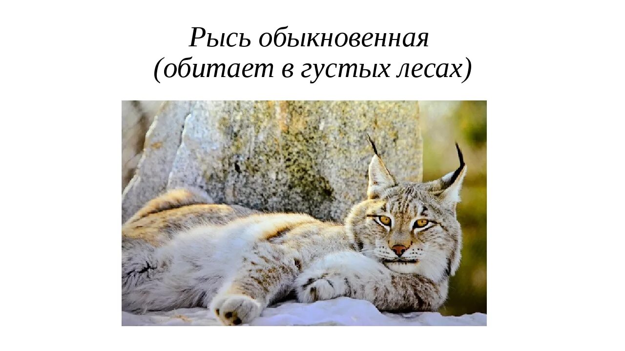 Рысь занесена в красную книгу или нет. Рысь обыкновенная красная книга. рысь занесена в красную книгу. информация о рыси.