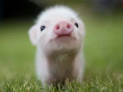 Its pigs
