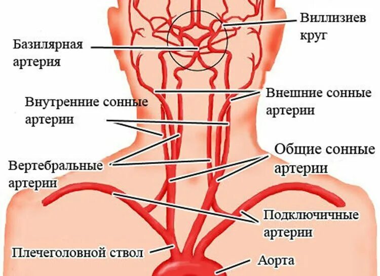 Брахиоцефальные артерии схема. Сонные артерии анатомия схема сонных артерий. Брахиоцефальные сосуды анатомия. Сосуды шеи Сонная артерия. По дну чего проложена артерия жизни