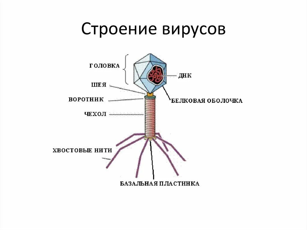 Структура вируса схема. Строение вируса основные компоненты. Схема строения клетки вируса. Каково строение вируса кратко. Вирусы 9 класс биология