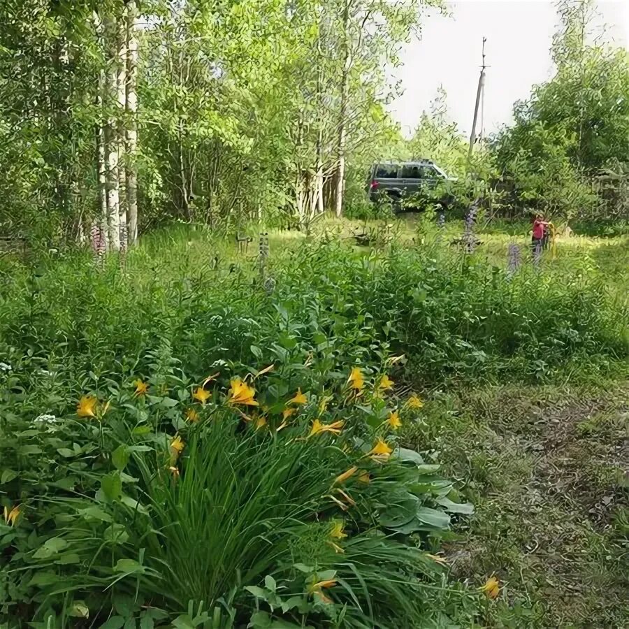 ст чаща. чаща посёлок ленинградская. садоводство чаща. сибирская тайга бурелом. станция чаща гатчинский район.