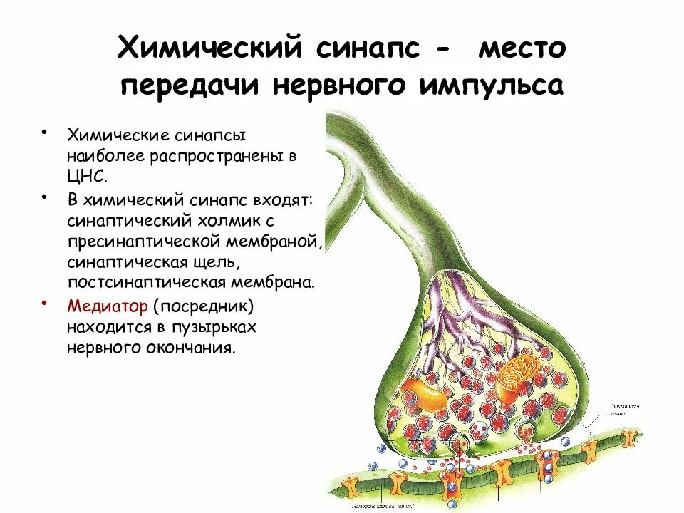 Преобразование нервного импульса. Передача импульса через синапс с химическим механизмом. строение синапса и передача нервного импульса. механизм синаптической передачи нервного импульса. механизм передачи нервного импульса в синапсах.