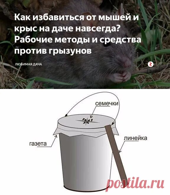 Как вывести мышей навсегда. Средство от мышей и крыс на даче. мышка на даче. как избавиться от крыс в частном. избавиться от крыс в частном доме.