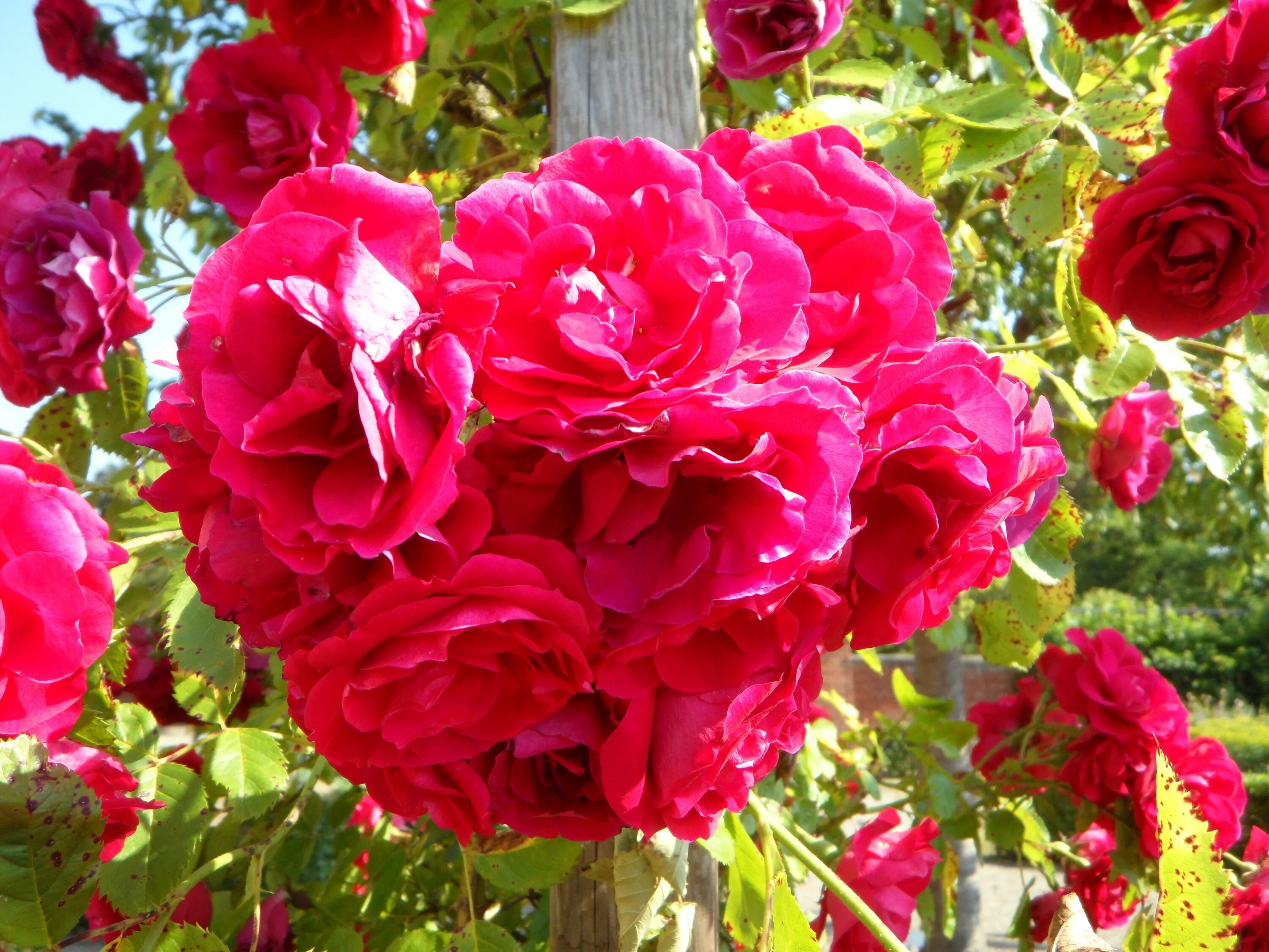 Какие розы цветут всю лета. Роуз Гарден плетистая.