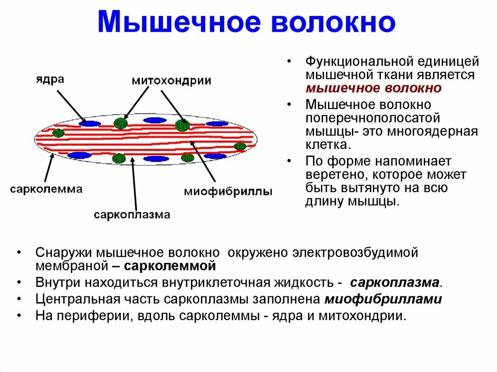 Мышечная клетка функции