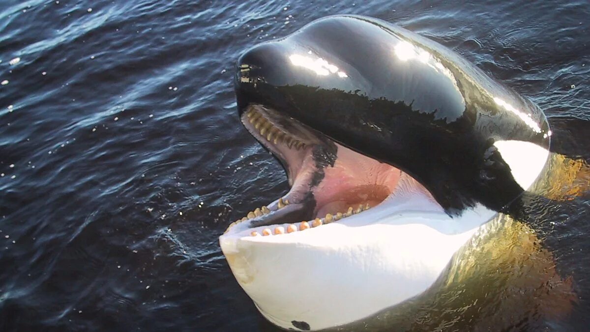 Как выглядят белые касатки Rare albino dolphin spotted off California coast Fox News