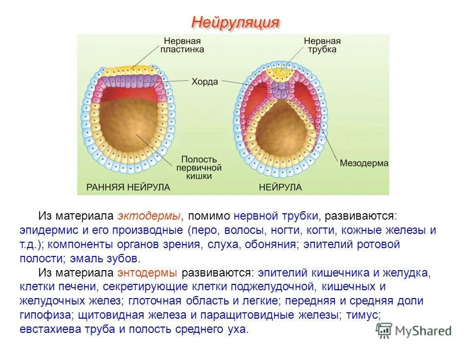 Нервная трубка из эктодермы. Нейруляция у зародыша человека. Гистогенез нейральных тканей. Эмбрион эктодерма мезодерма. Нервная трубка из эктодермы.