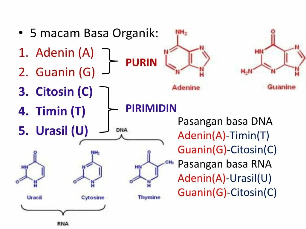 Аденин+глиоксаль. Тимин биохимия. Аденин dizoksiriboza. Тимин гуанин мутация.