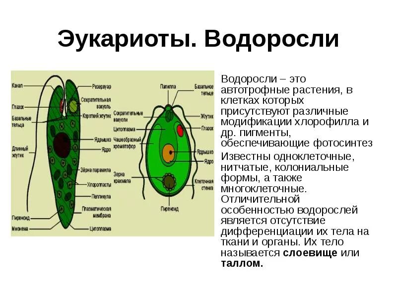 Автотрофной является клетка