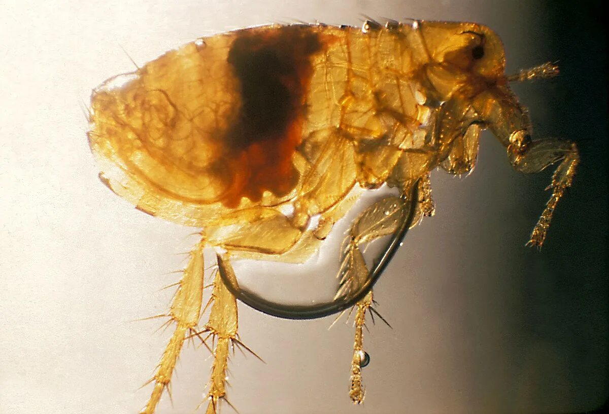 Крысиная блоха xenopsylla cheopis. Блоха крысиная южная. Ктенидии блох крысиных. Крысиная блоха xenopsylla cheopis. Блоха крысиная южная.