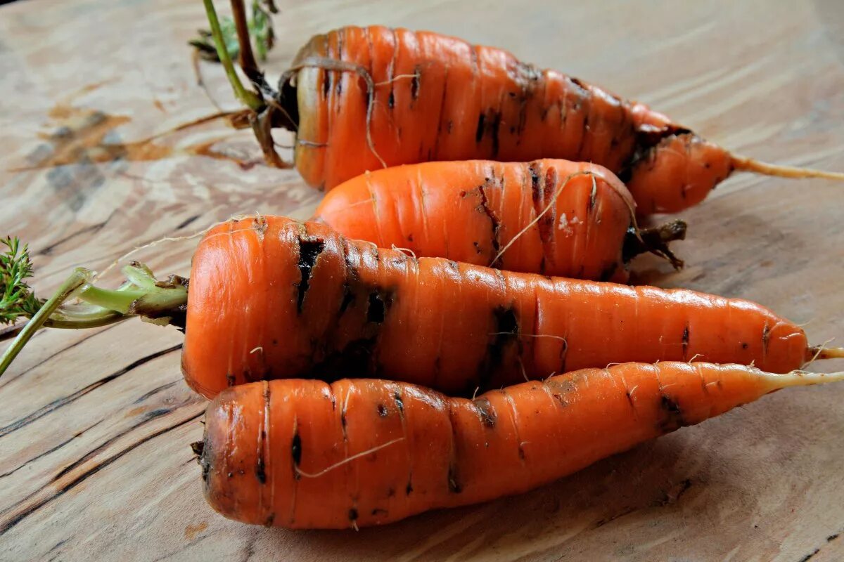 Луковая и морковная муха. Морковная Муха. Морковная Муха Psila Rosae. Повреждение моркови морковной мухой. Личинки морковная Муха методы борьбы.