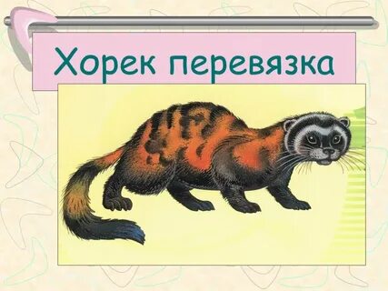Перевязка занесена в красную книгу или нет