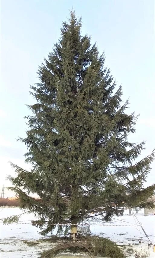 елка северный поселок шадринск