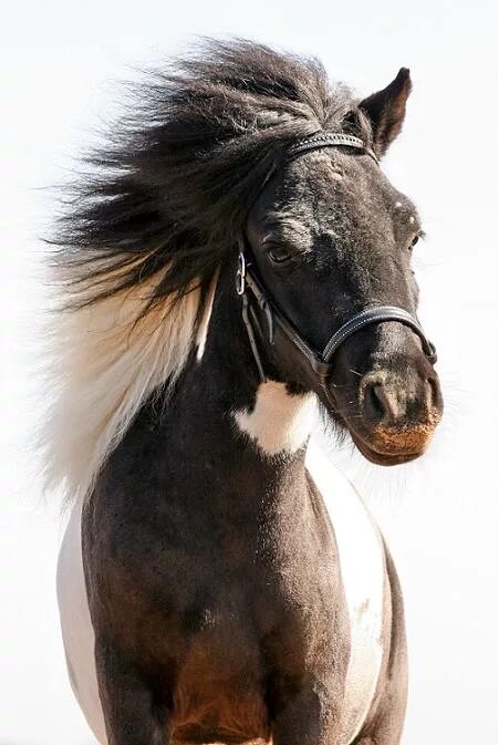 Изображение лошади. Лошадь для ФОТОБАША. Конь фото прикол. Злая лошадь фото.