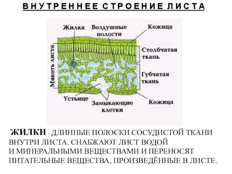 Какие ткани образуют лист биология 6 класс. Схема внутреннего строения листа. мякоть листа мезофилл. схема внутреннего строения листа рисунок. внутреннее клеточное строение листа.