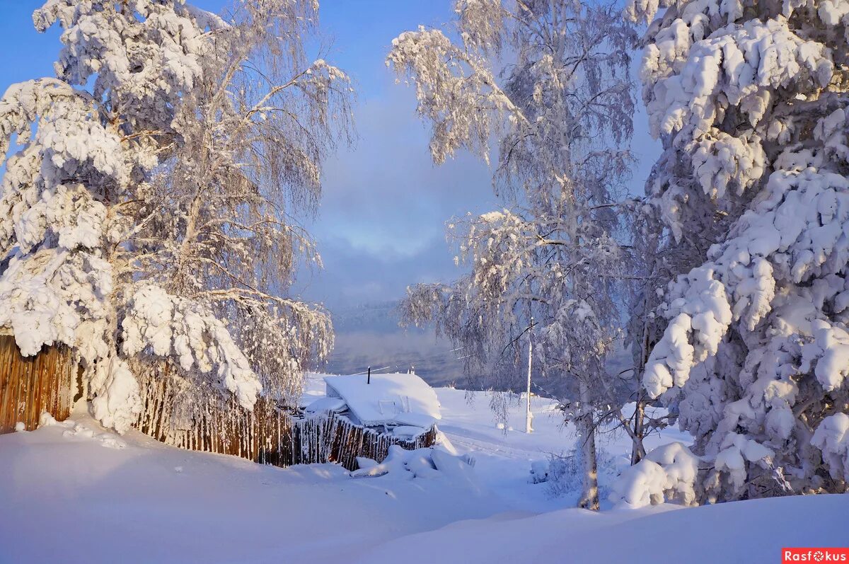 В пелене января. Зима в Сибири. Зимняя природа Сибири. Сибирь зимой.