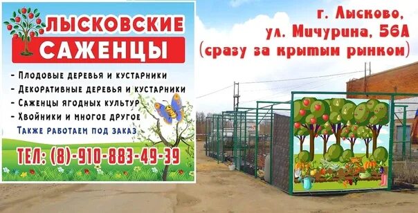 Гагаринский плодопитомник энгельс. Саженцы лысковского плодопитомника. питомник лысково. энгельсский плодопитомник. улица мичурина 56 лысково.
