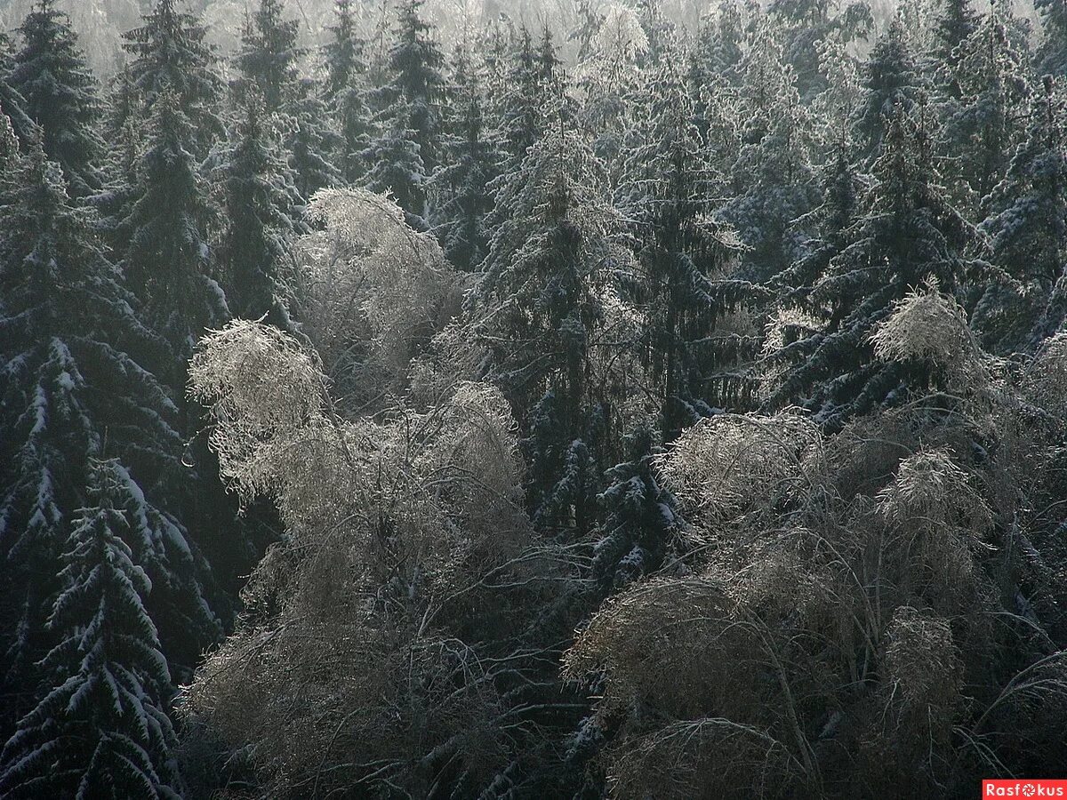 Ледяной лес. Ледяной лес фото. Ледовый лес. Ледяное фото леса.