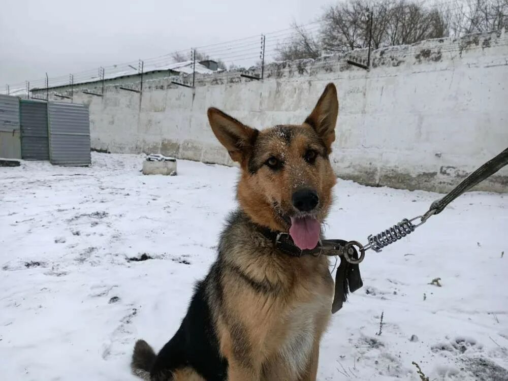 Собаки в караганде. Собак караганда стол. Щенки русского спаниеля чистокровного фото. Собаки в караганде. Реклама собачьего магазина.