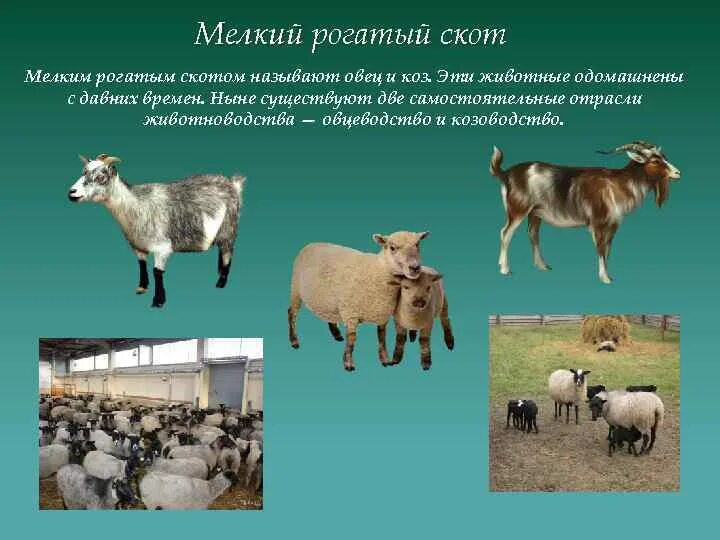 Рогатый скот примеры. Мелкий рогатый скот. представители мелкого рогатого скота. животноводство отрасль мелкий рогатый скот. отрасли животноводства козоводство.