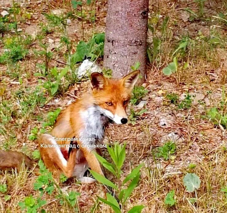 Лиса в белгородской области. Животный мир заповедника брянский лес. Лиса в дикой природе. Лиса вышла из леса. Лиса выходит из дома.