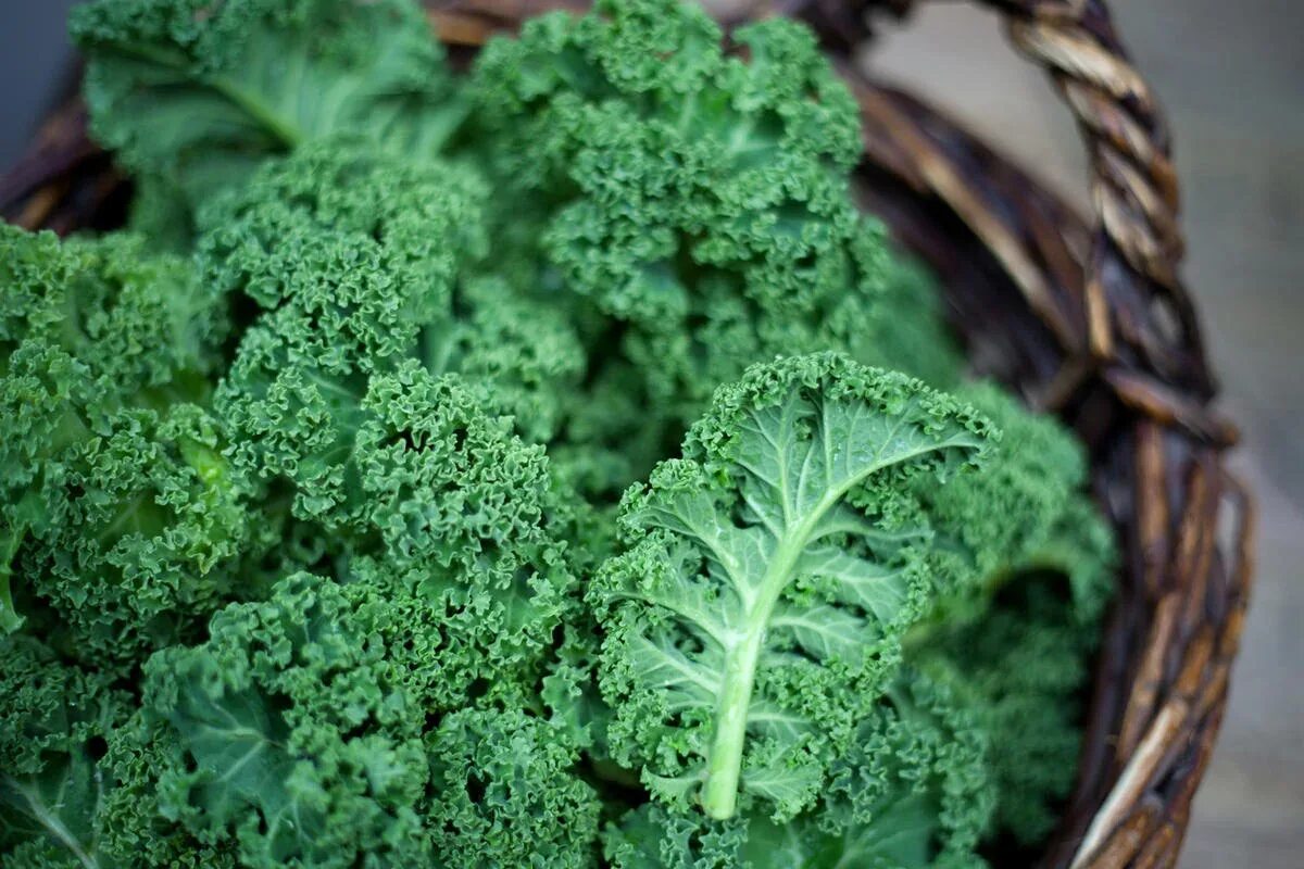 Брунколь. Брунколь. Капуста кудрявая кейл. Грюнколь капуста. Капуста кале оливер.