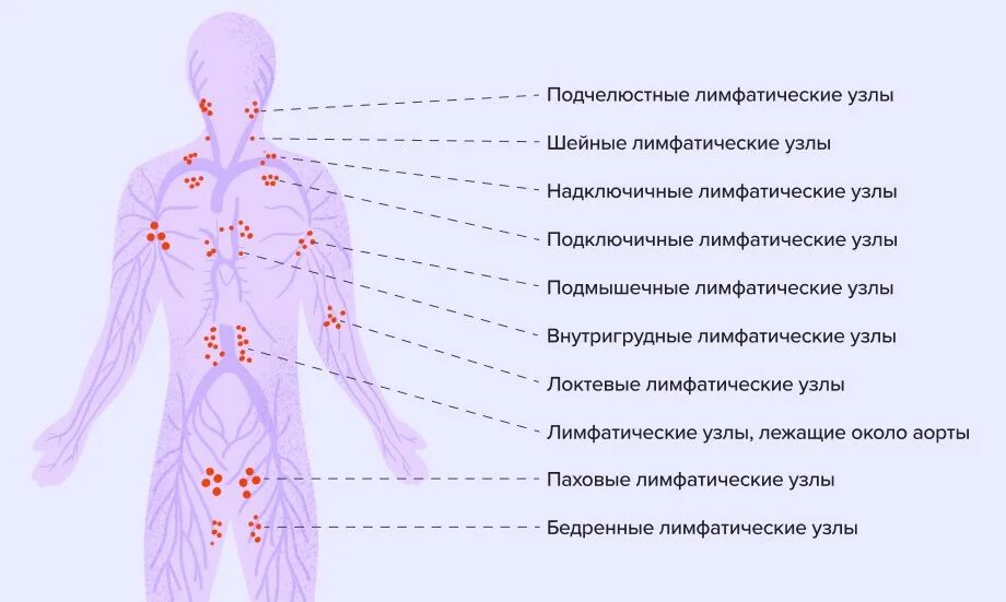Рисунок 2.11.1. Основные органы иммунной системы человека - Регистр лекарственны