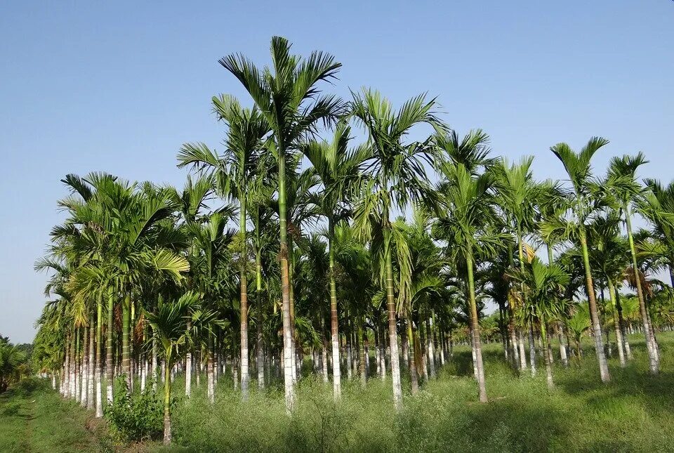 Пальма где растет природная зона. Пальма Арека бетель. Арека трехтычинковая. Арековая Пальма Индия. Саговая Пальма плантации.