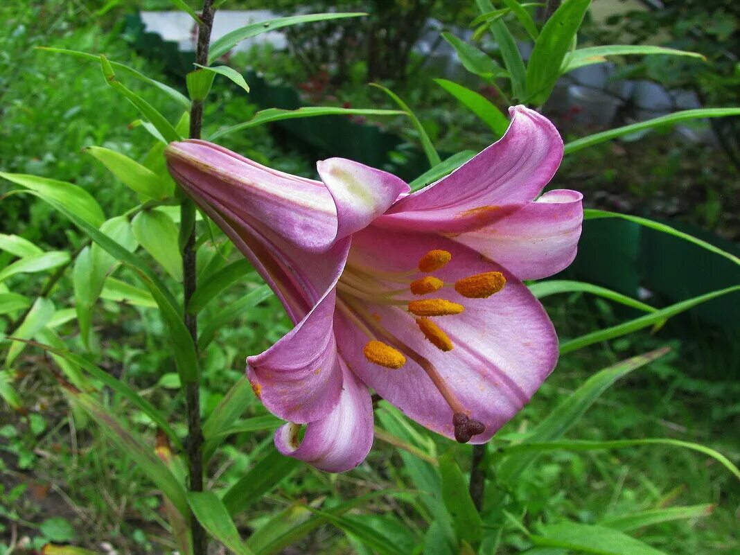 Лилия трубчатая "пинк перфект". Восточная лилия пинк перфекшн. Лилия трубчатая пинк планет. Лилия трубчатая пинк планет. Лилии пинк перфекшн трубчатая.