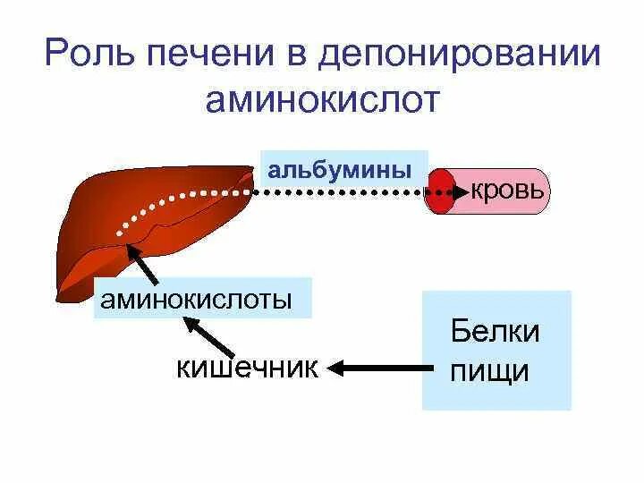 Синтез белка в печени