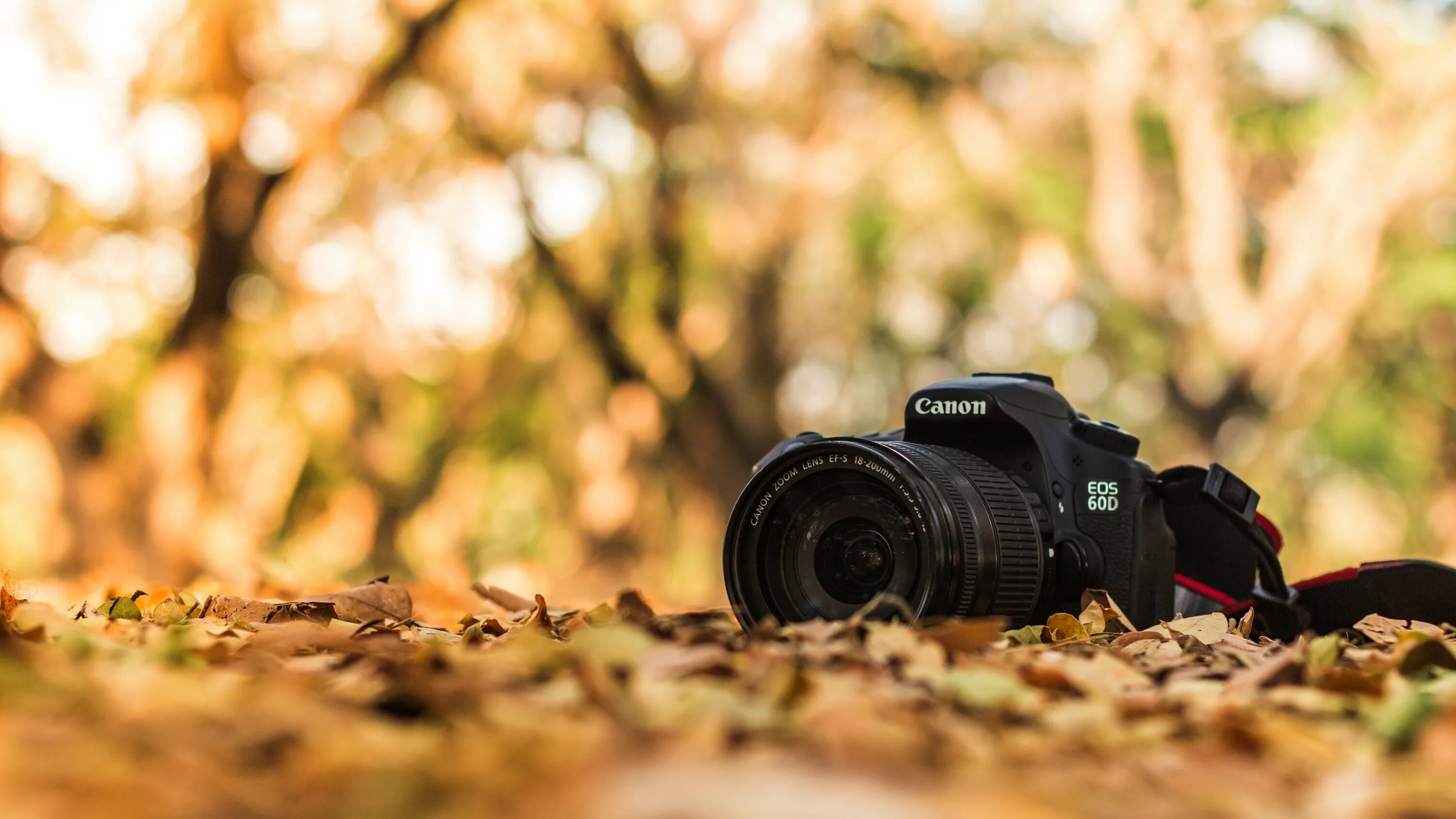 Фотографы кэнон