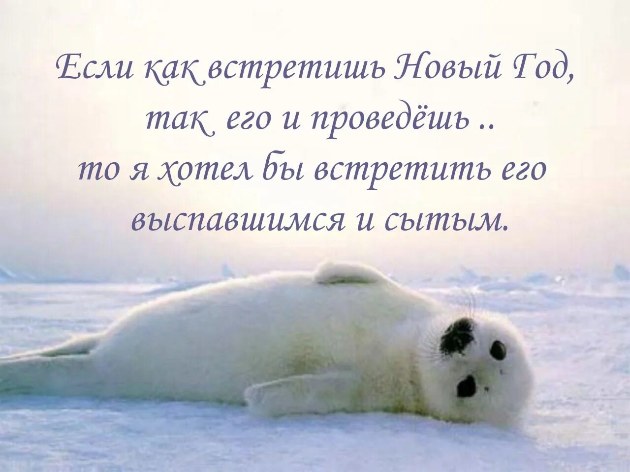 Ленивый тюлень
