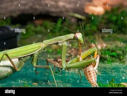 A praying mantis eating a cricket Stock Photo - Alamy