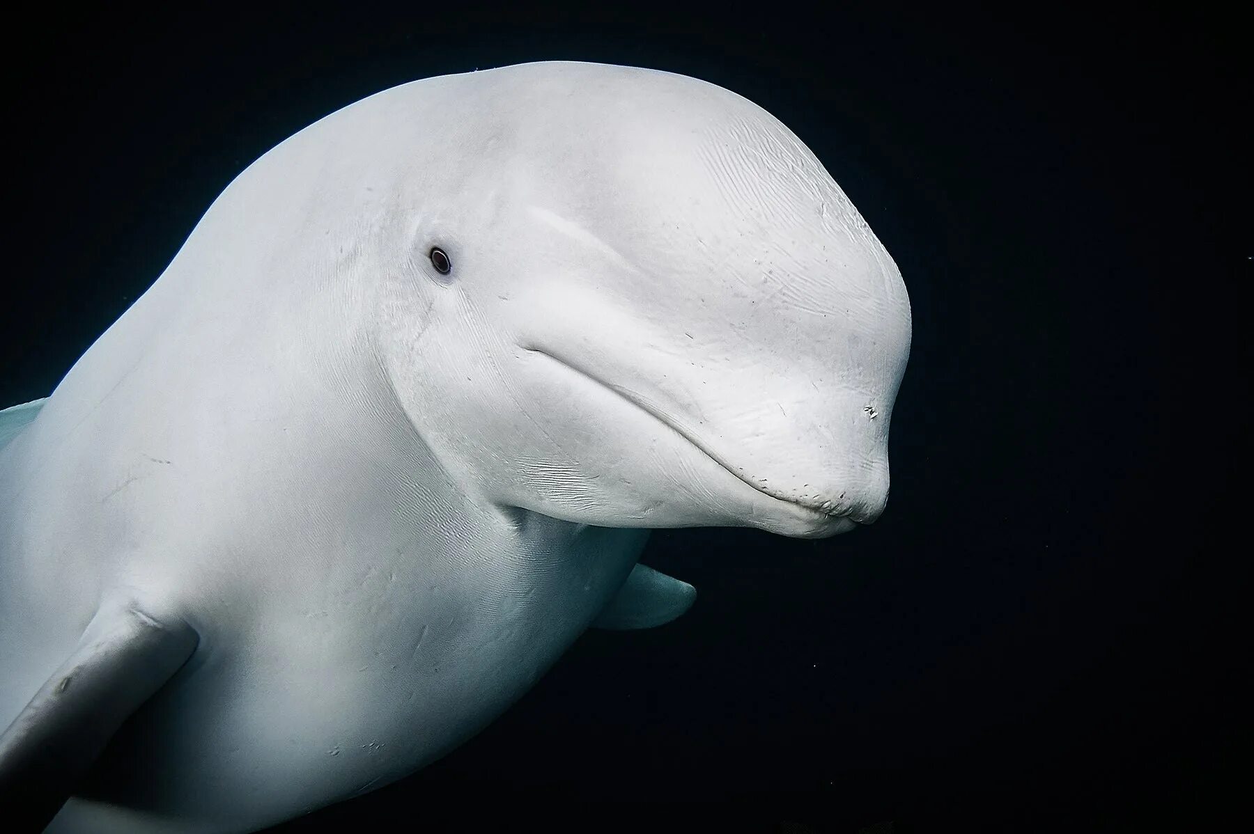 К какой группе относятся белухи. Кит Белуха. Дельфин Белуха. Северный Дельфин Белуха. Белуха в Арктике.