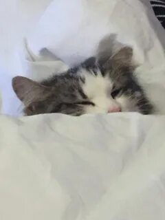 К чему снится котенок мужчине