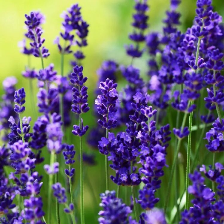 Лаванда узколистная Ellagance Purple. Лаванда узколистная Essence Purple. Лаванда узколистная Элеганс Пурпл. Лаванда Эллеганс Парпл