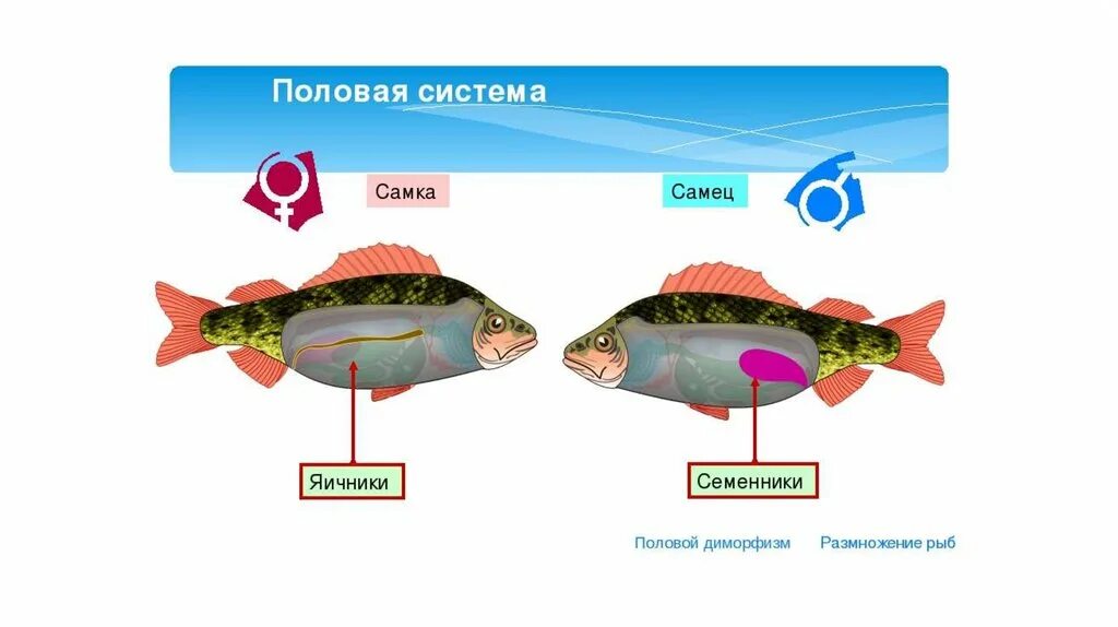 Половая система рыб схема. Размножение рыб схема. Система органов размножения рыб. Система размножения рыб схема. Размножение животных рыбы