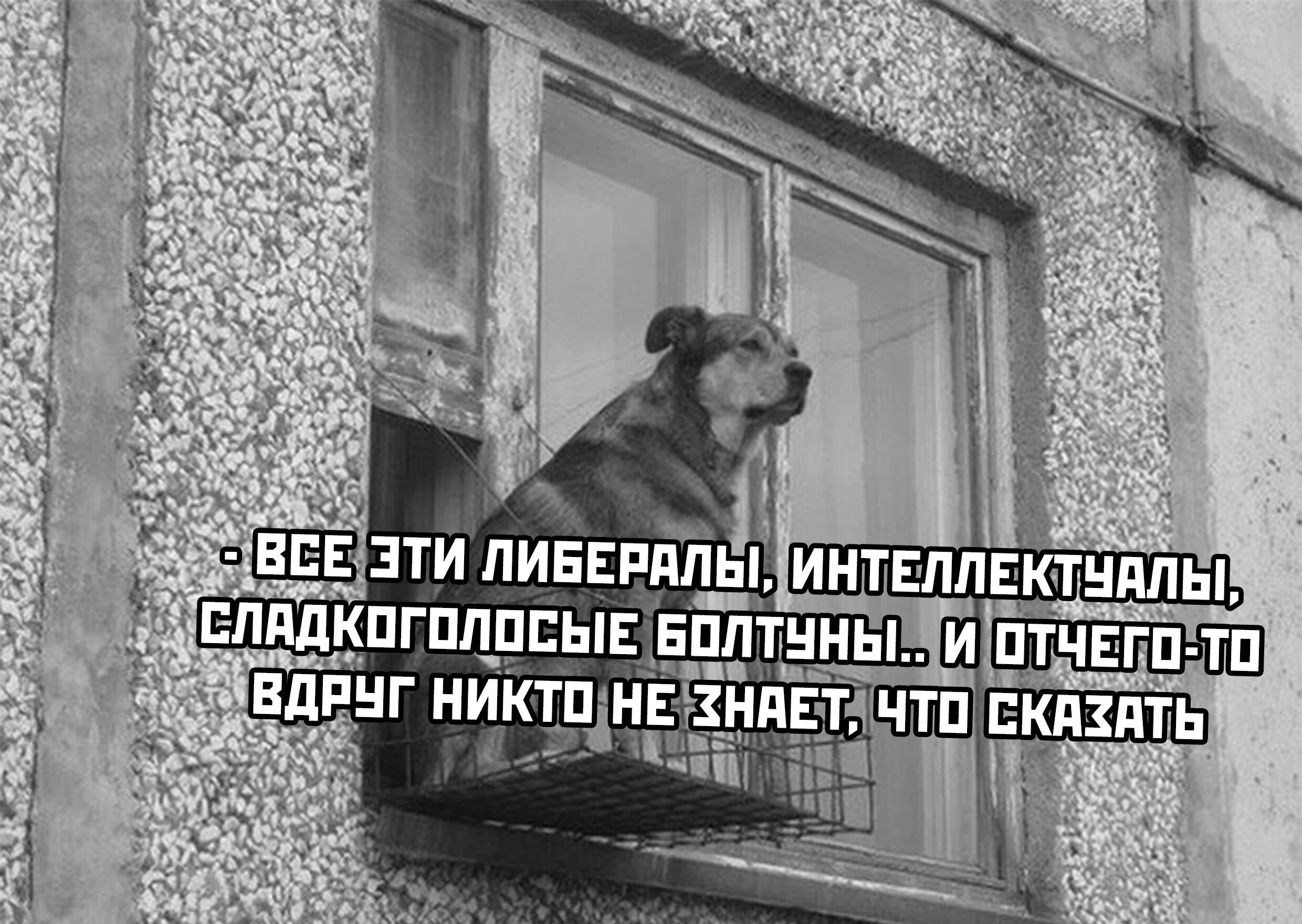 Балкон для собаки. Собака в окне. Прикольный балкон. Окно для собаки на балконе.