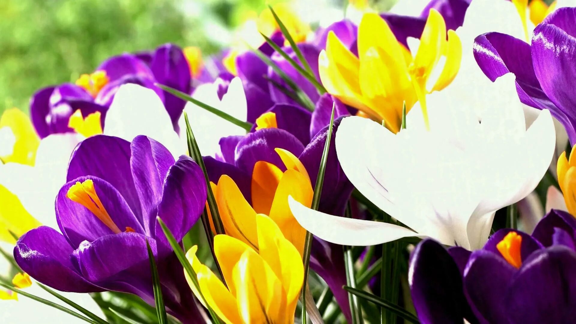 Обои на рабочий стол крокусы. Крокусы желтые и фиолетовые. Тюльпаны и крокусы. Крокус весенний фиолетовый. Цветы крокусы первоцветы.