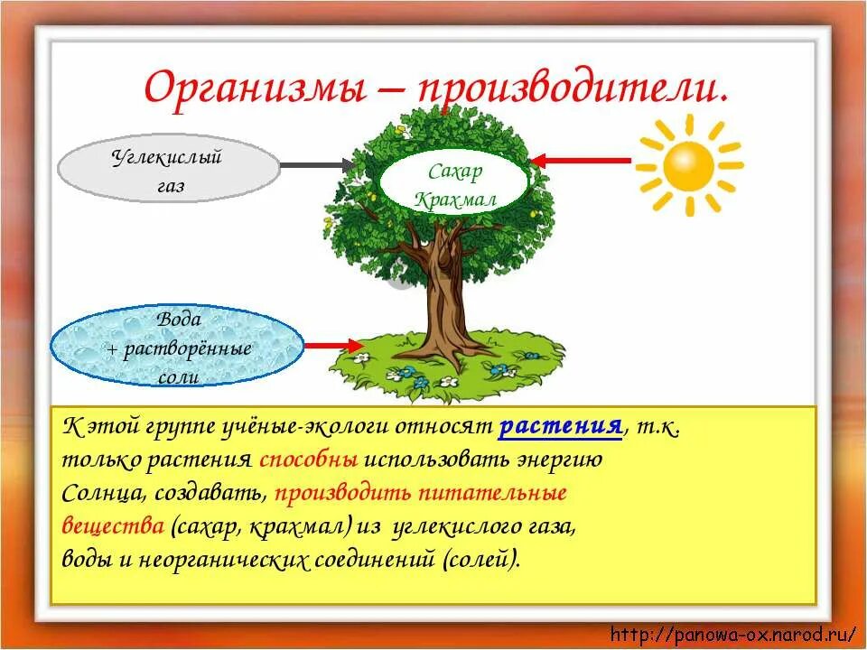 великий круговорот жизни производители. цепь питания великий круговорот жизни. великий круговорот жизни третий класс. круговорот веществ в природе 3 класс окружающий мир схема. великий круговорот жизни третий класс.