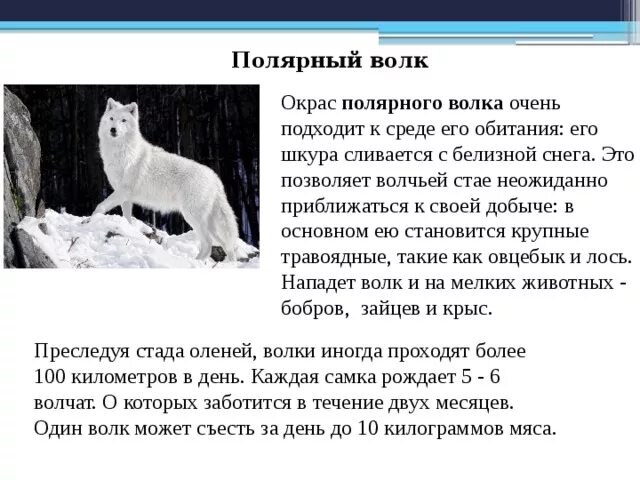 Полярный волк рассказ. Белый Полярный волк. Полярный волк описание. Полярный волк доклад.