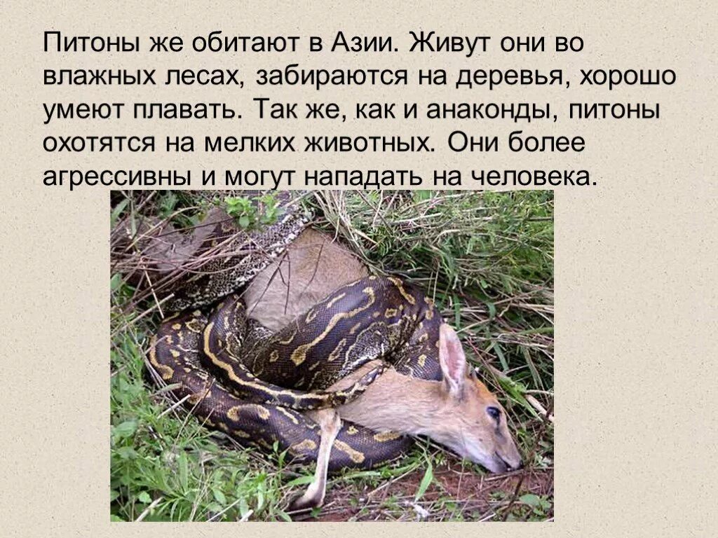О питоне для 1 класса. Питон доклад для 1 класса. рассказ про питона для 1 класса. интересные факты о петоне. питон интересные факты для детей 1 класса.