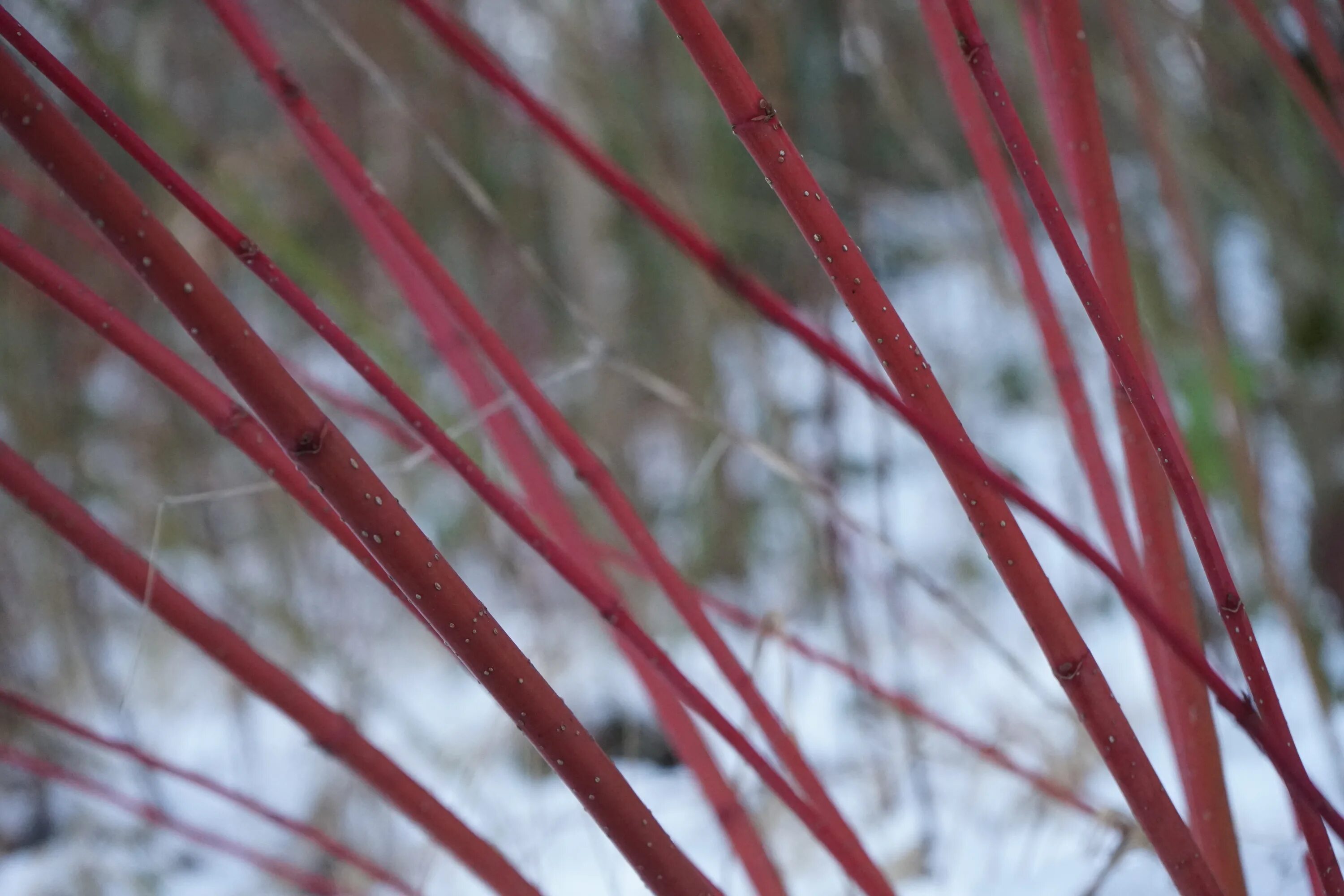 Кустарник с красными ветками. Ветки Корнус. Cornus sanguinea. Cornus sanguinea лист. Дерен белый ветка.