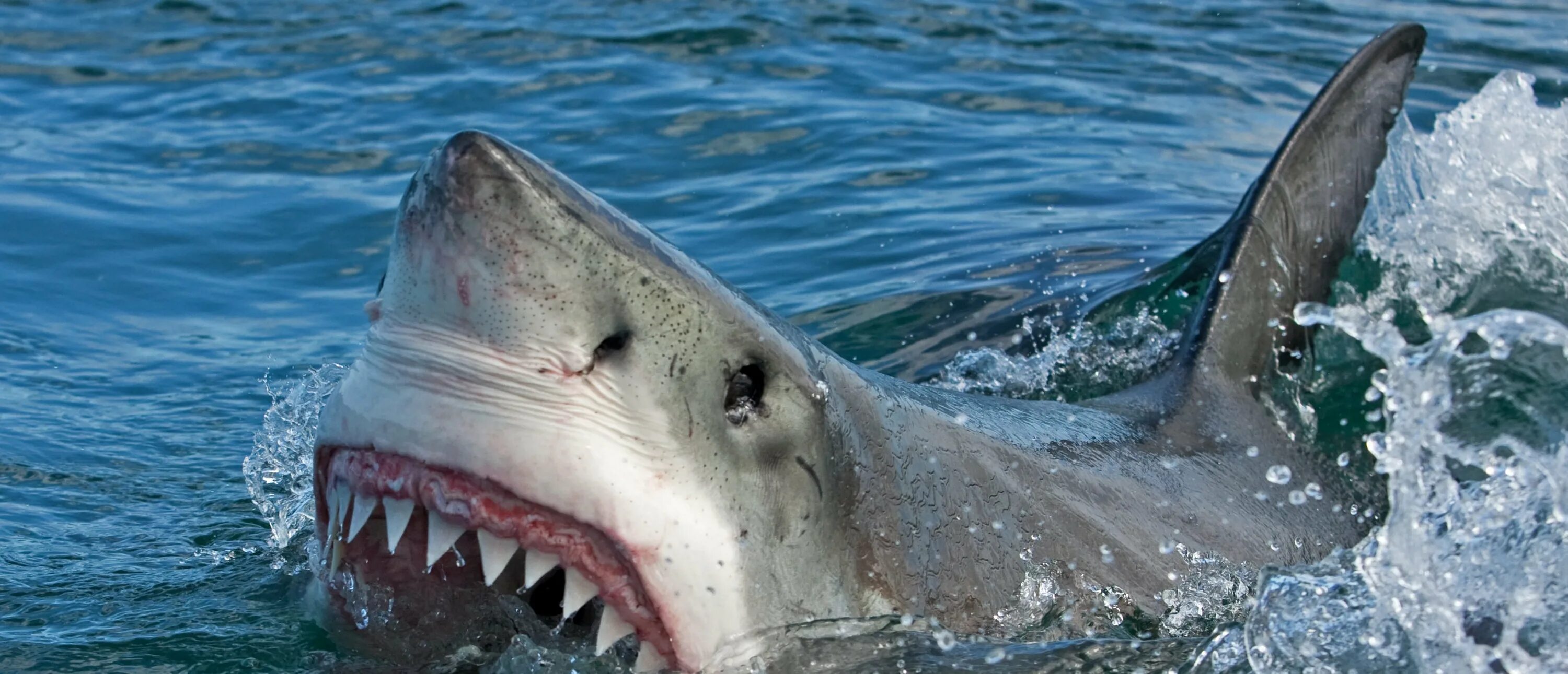 Нападение в море. Большая белая акула (Carcharodon carcharias). Акулы в шармаль Шейхе 2023. Тигровая акула Хургада.