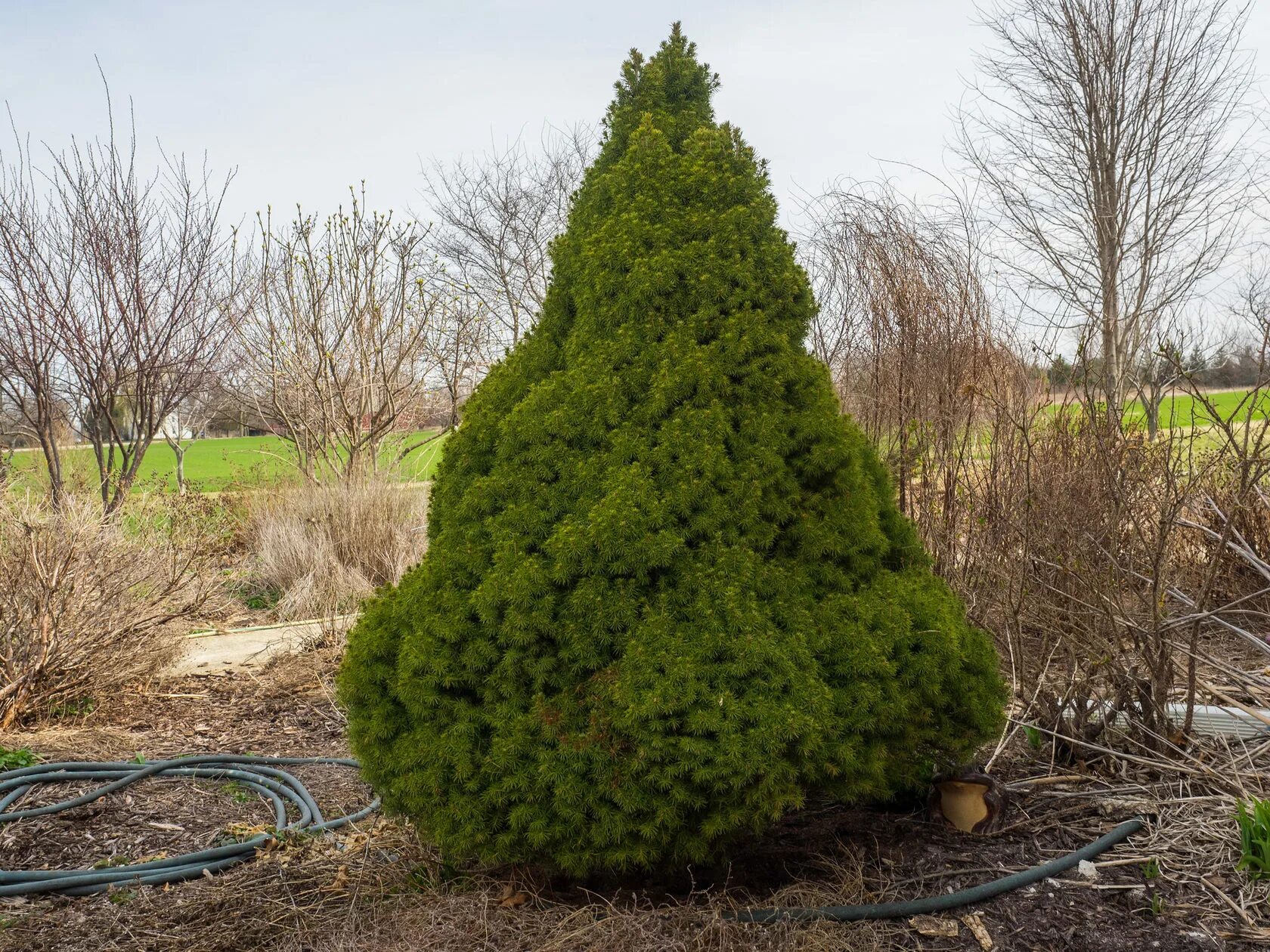 Ель канадская conica. Ель сизая conica. Ель сизая/канадская conica. Ель (Picea glauca) канадская Коника. Ель коника высота