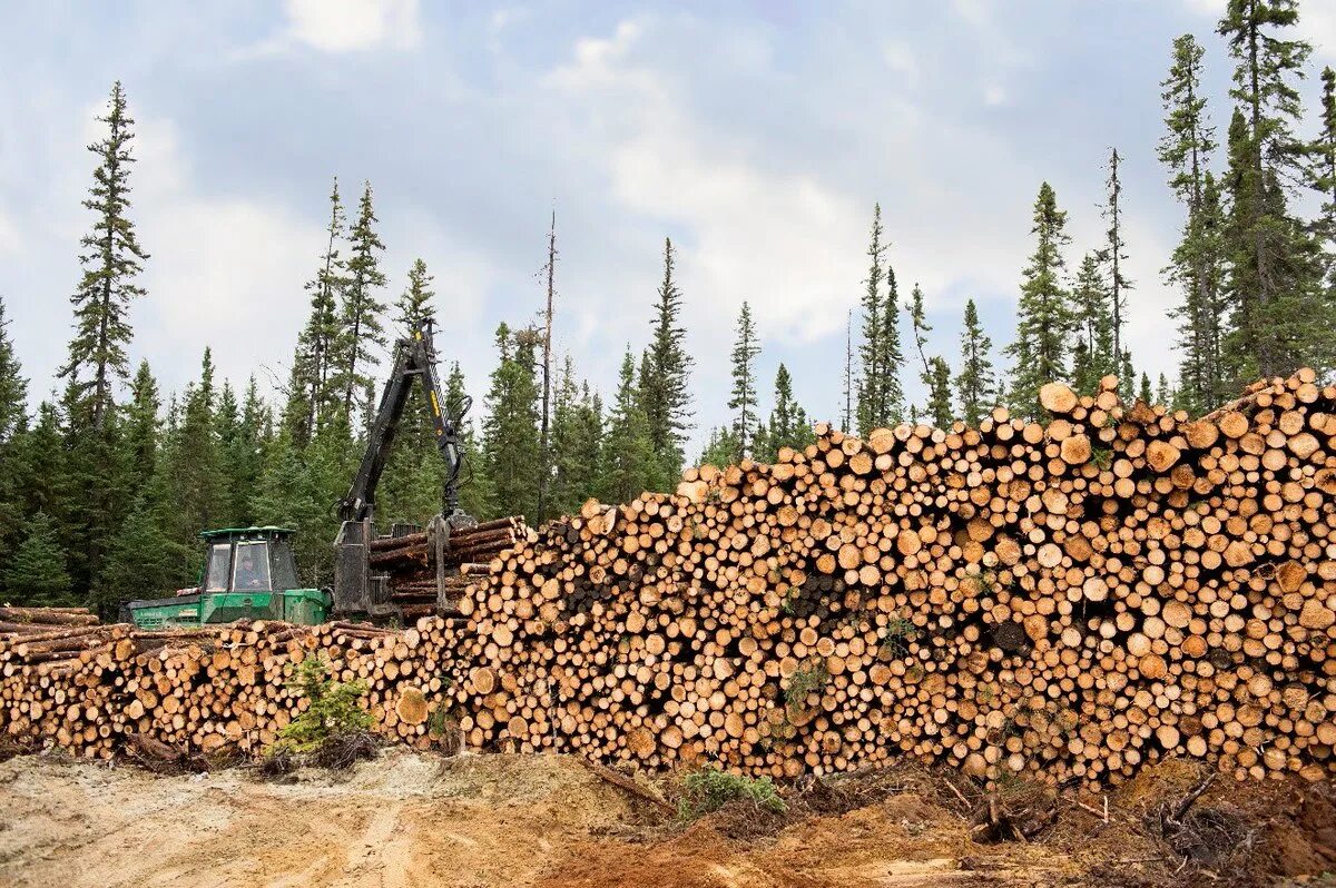 Заготовка древесины лесной участок